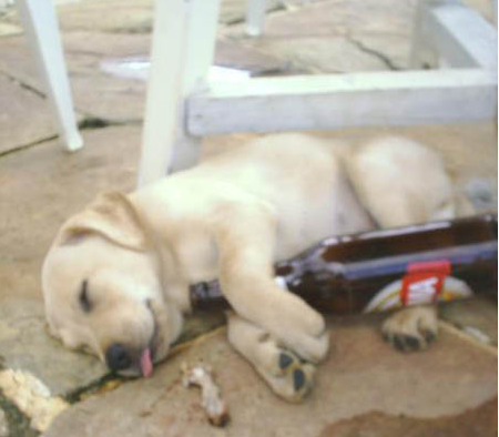Beer_drunk_dog_passed_out_stoned_medium