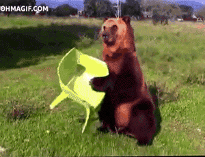 This-is-gonna-be-good-bear-high-gets-comfortable-in-its-favorite-plastic-chair_medium
