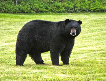 Black-bear-0007_medium