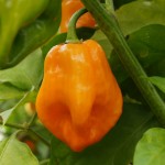 Prdc_peppers_hot-150x150_medium