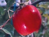 apple-washington-fruit-200.jpg