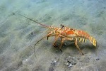 spiny-lobster-150.jpg
