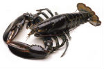 Lobster%20live-large.jpg