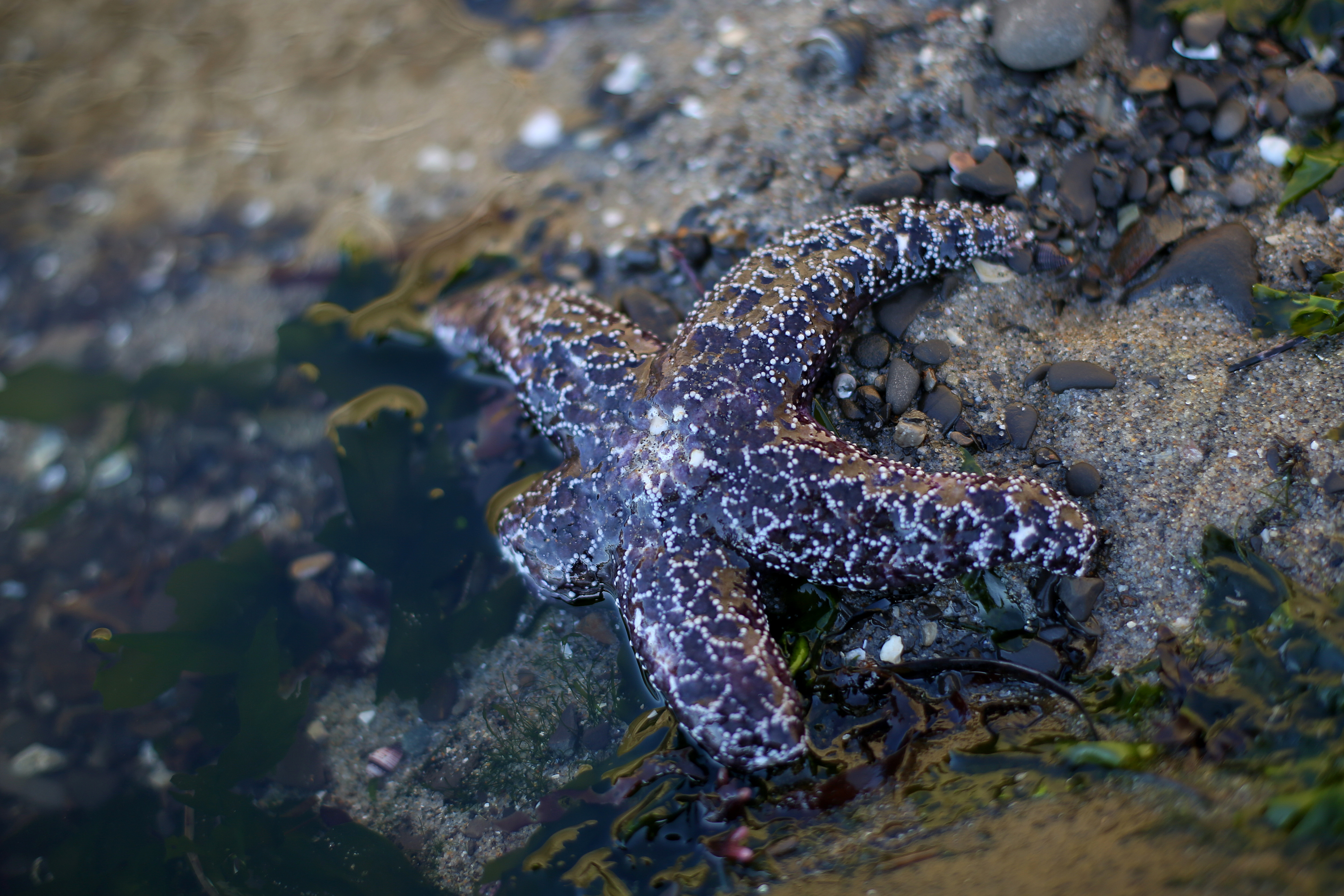 starfish-1.0.jpg