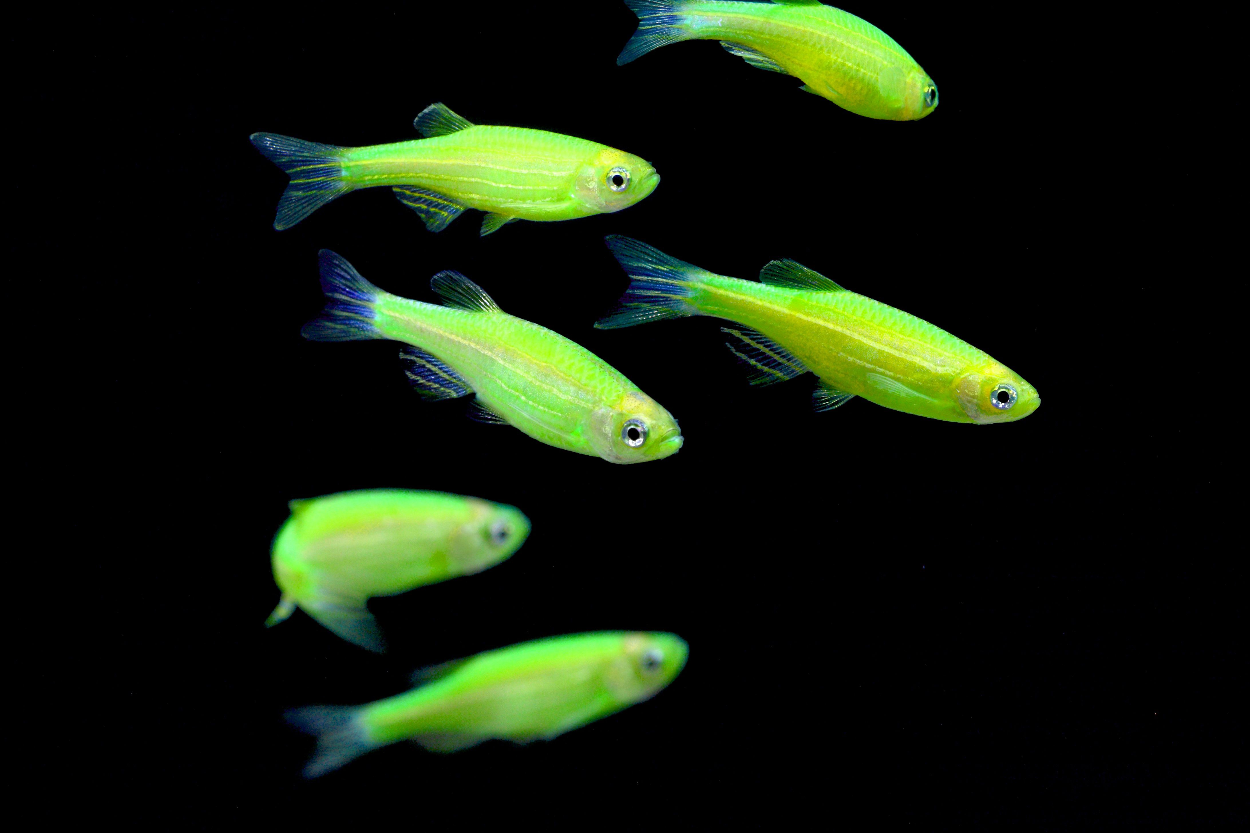 GloFish zebrafish