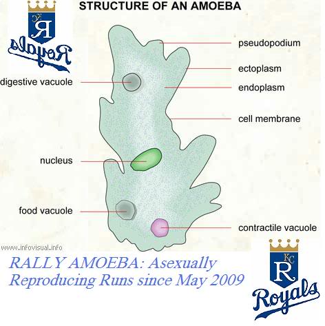 amoeba.0.jpg